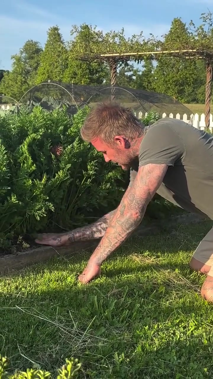 没想到贝克汉姆种菜也这么出色种出来的胡萝卜都分叉了